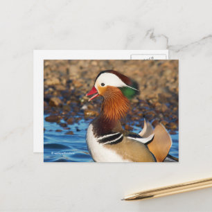 Postal Hermoso pato chatty mandarín en el estanque