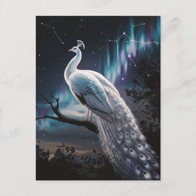 Postal Hermoso Pavo Blanco Aurora Borealis Escenario (Anverso)