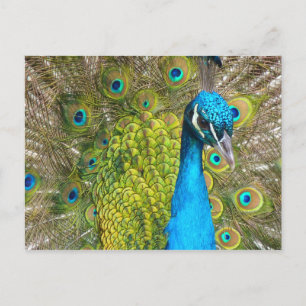 Postal Hermoso pavo real asombroso pájaro verde