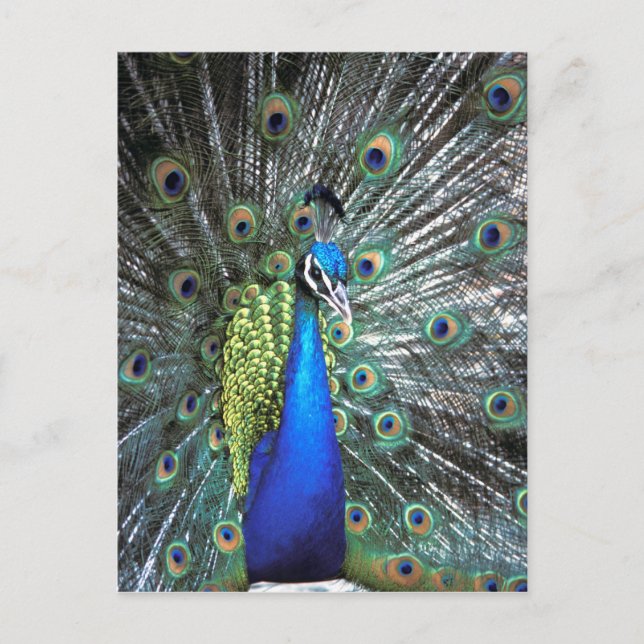 Postal Hermoso pavo real esparciendo plumas coloridas (Anverso)