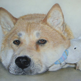 Postal hermoso perro akita con expresión reflexiva