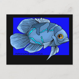 Postal Hermoso pez tropical azul del Oscar