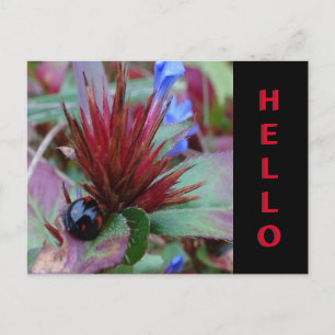 Postal Hermoso Polvo De Ladybug. Postcarta de texto HELLO