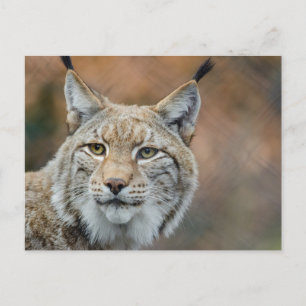 Postal Hermoso primer plano de lynx