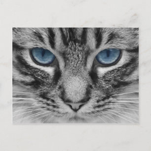 Postal Hermoso retrato de gato de ojos azules
