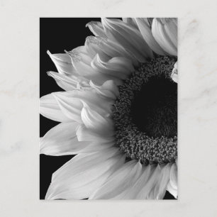 Postal Hermoso retrato de girasol en blanco y negro