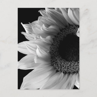 Postal Hermoso retrato de girasol en blanco y negro