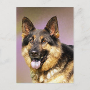 Postal Hermoso retrato de perro pastor alemán