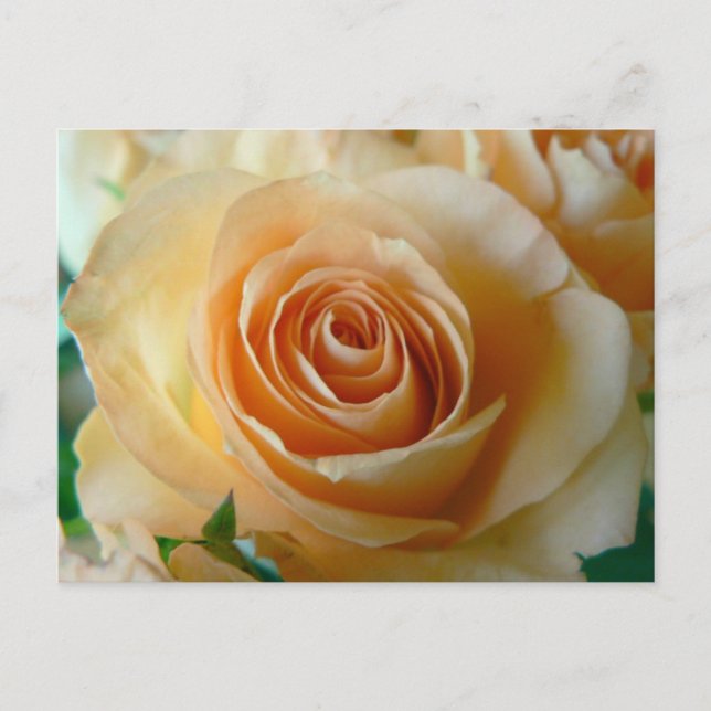 Postal Hermoso Rosa de Apricot (Anverso)