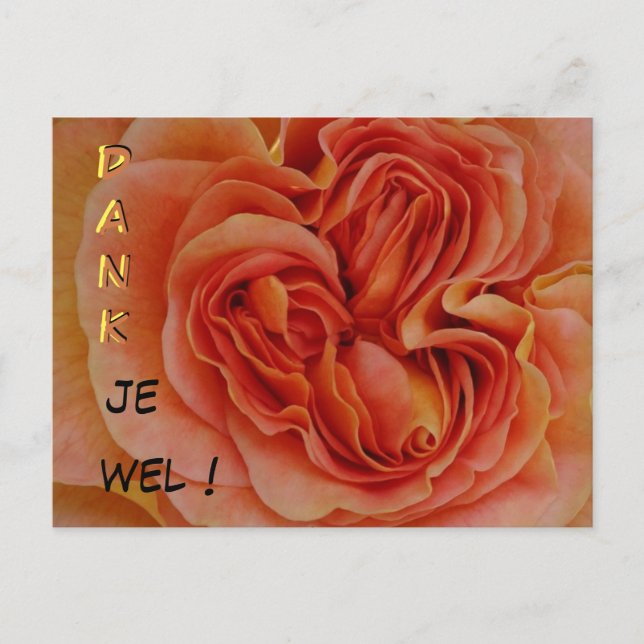 Postal Hermoso Rosa Pastel Dank je wal Postcard (Anverso)