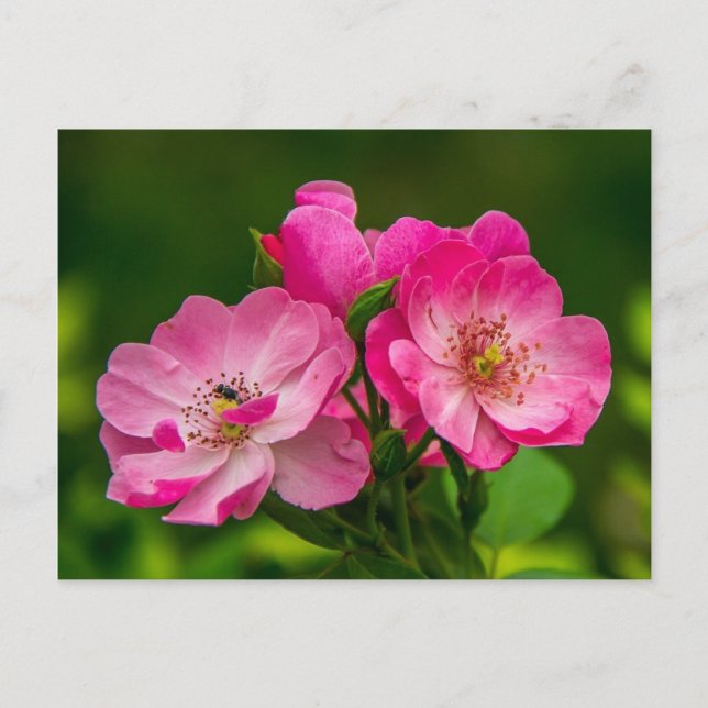 Postal Hermoso rosa salvaje rosa (Anverso)