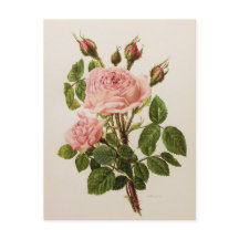 Hermoso Rosa Vintage Bella Artes Botánico Floral