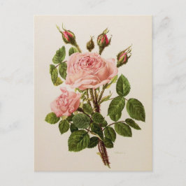 Postal Hermoso Rosa Vintage Bella Artes Botánico Floral