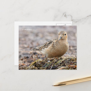 Postal Hermoso Sandpiper de pecho en la playa