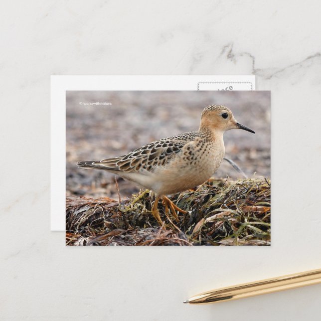 Postal Hermoso Sandpiper de pecho en la playa (Anverso/Reverso In Situ)