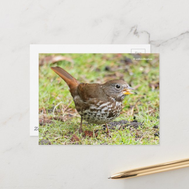 Postal Hermoso Sparrow Songbird en hierba (Anverso/Reverso In Situ)
