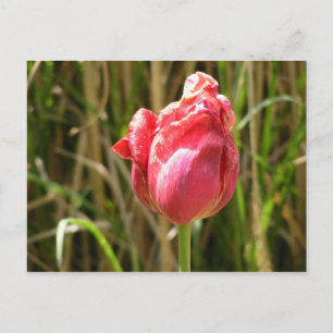 POSTAL HERMOSO TULIP