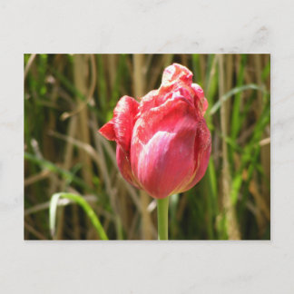 POSTAL HERMOSO TULIP