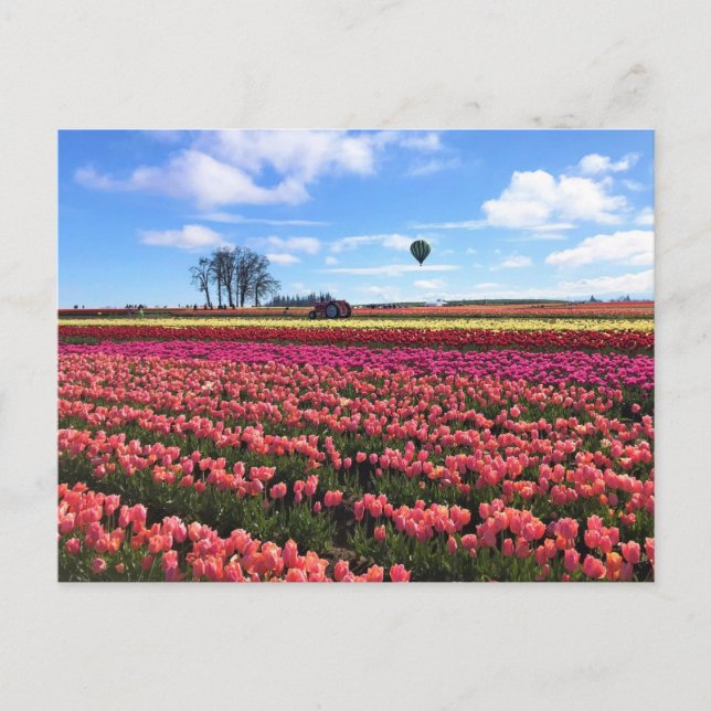 Postal Hermoso Tulip Field con globo de aire caliente, Or (Anverso)