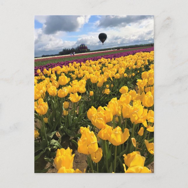 Postal Hermoso Tulip Field con globo de aire caliente, Or (Anverso)