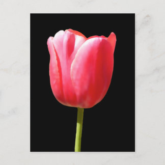 Postal Hermoso tulipán