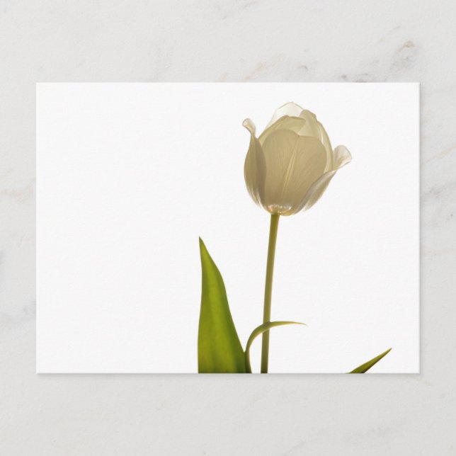 Postal Hermoso tulipán blanco sobre fondo blanco (Anverso)