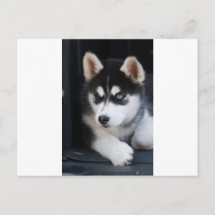 Postal Hermoso Un Ojo Azul Siberiano Husky 2