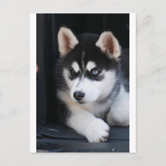 Postal Hermoso Un Ojo Azul Siberiano Husky 2 (Anverso)