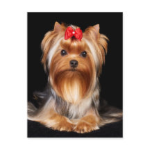 Hermoso Yorkshire Terrier