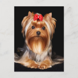 Postal Hermoso Yorkshire Terrier
