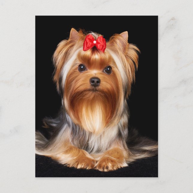 Postal Hermoso Yorkshire Terrier (Anverso)