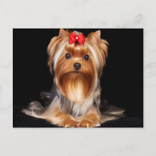 Postal Hermoso Yorkshire Terrier