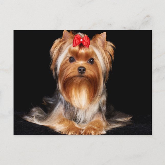 Postal Hermoso Yorkshire Terrier (Anverso)