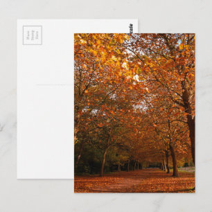 Postal Hermosos árboles caídos