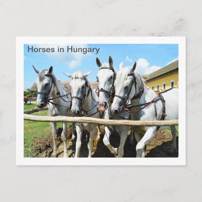 Postal Hermosos caballos de Hungría (Anverso)