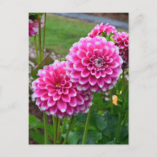 Postal Hermosos dahlias rosas en plena floración (Anverso)