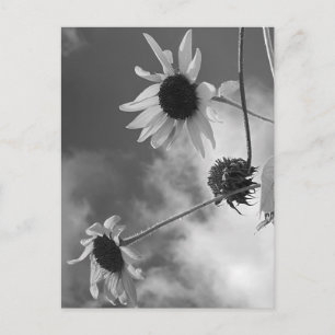 Postal Hermosos Girasoles en Blanco y Negro