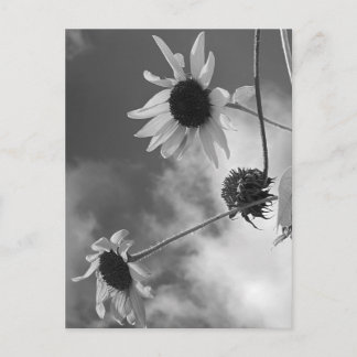 Postal Hermosos Girasoles en Blanco y Negro