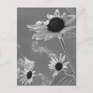 Postal Hermosos Girasoles en Blanco y Negro