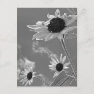 Postal Hermosos Girasoles en Blanco y Negro