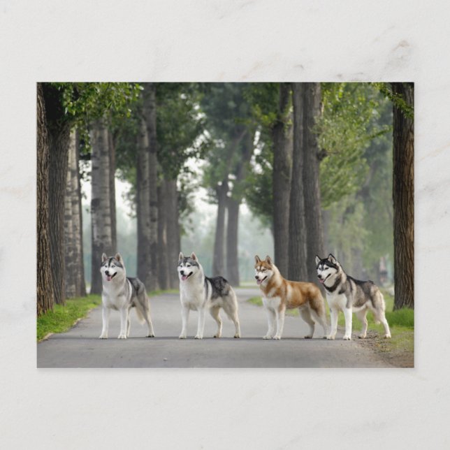 Postal Hermosos perros Husky en un sendero por la natural (Anverso)