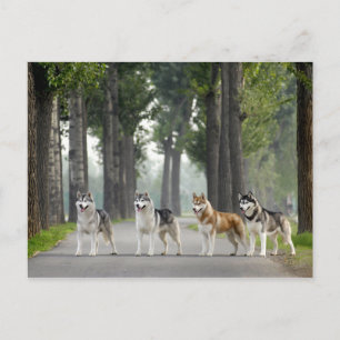 Postal Hermosos perros Husky en un sendero por la natural