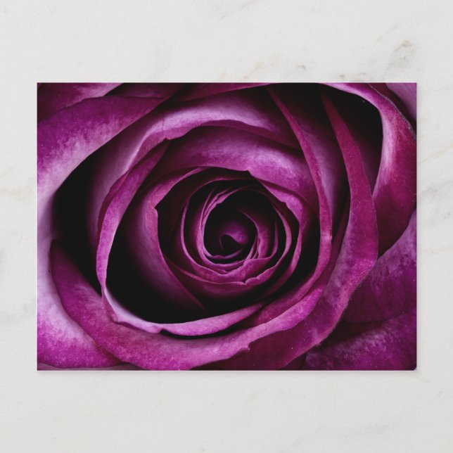 Postal Hermosos Petales de flores de Rosa morado Regalos  (Anverso)