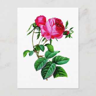 Postal Hermosos Rosas de col roja por Redoute