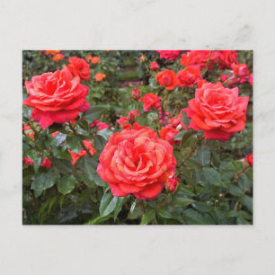 Postal Hermosos Rosas, Portland, Oregón