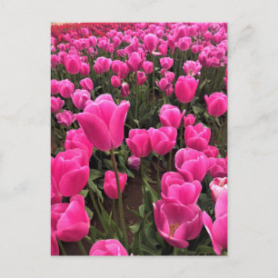 Postal Hermosos Tulipanes Rosados, Oregón