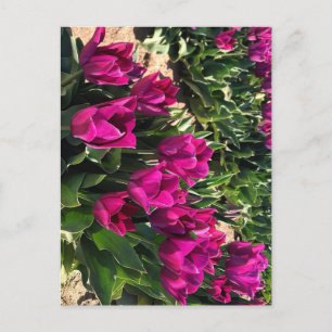 Postal Hermosos Tulips