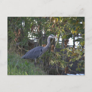 Postal Heron