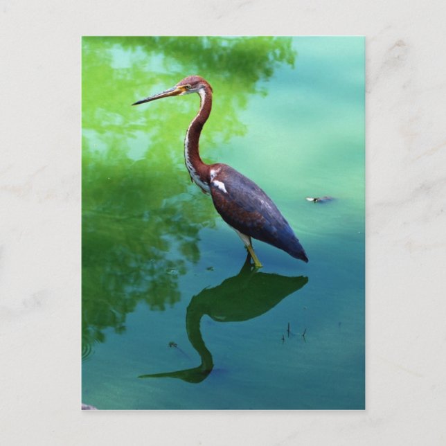 Postal Heron (Anverso)