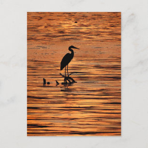 Postal Heron al atardecer